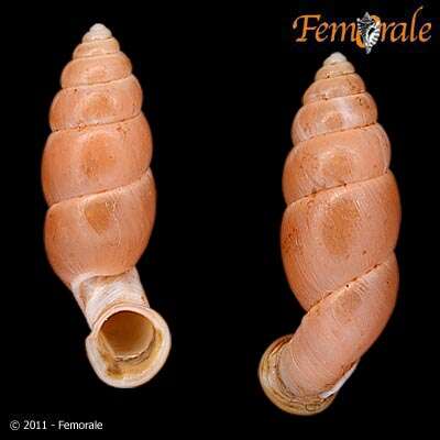 Image of Pupinidae