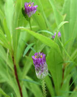 Image of blood milkwort