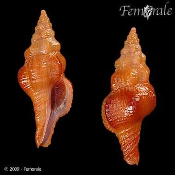 Image de Pustulatirus Vermeij & Snyder 2006