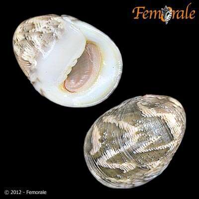 Image of polished nerite