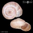 Image of dune snail