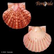 صورة Pecten O. F. Müller 1776