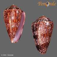 صورة Conus dalli Stearns 1873