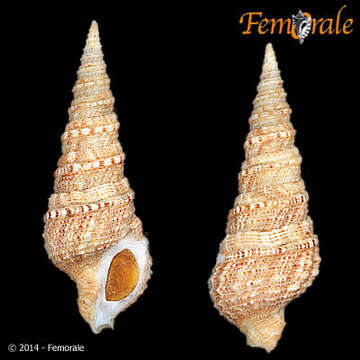 Image of Turridae H. Adams & A. Adams 1853