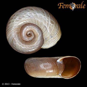 Image of Ampullarioidea