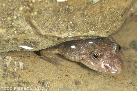 Image of Desmognathus conanti Rossman 1958