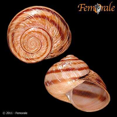 Imagem de Helminthoglyptidae