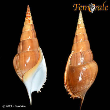 Rostellariidae Gabb 1868 resmi