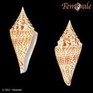 Image of cone snails