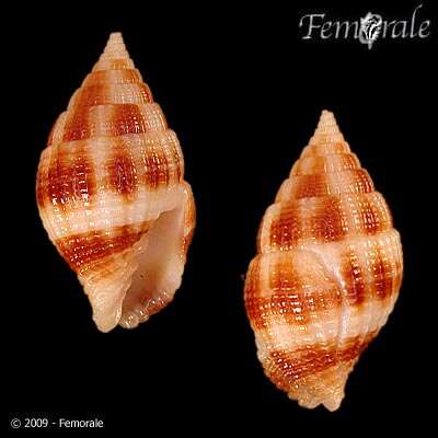 Image de Turbinelloidea Rafinesque 1815