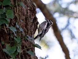 Image of Sapsucker