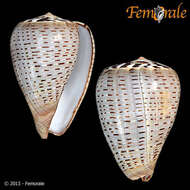 Image de Conus glaucus Linnaeus 1758