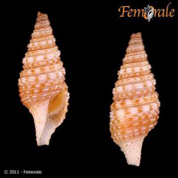 Image of Xenoturris gemmuloides Powell 1967