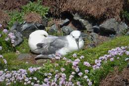 Image of Fulmar