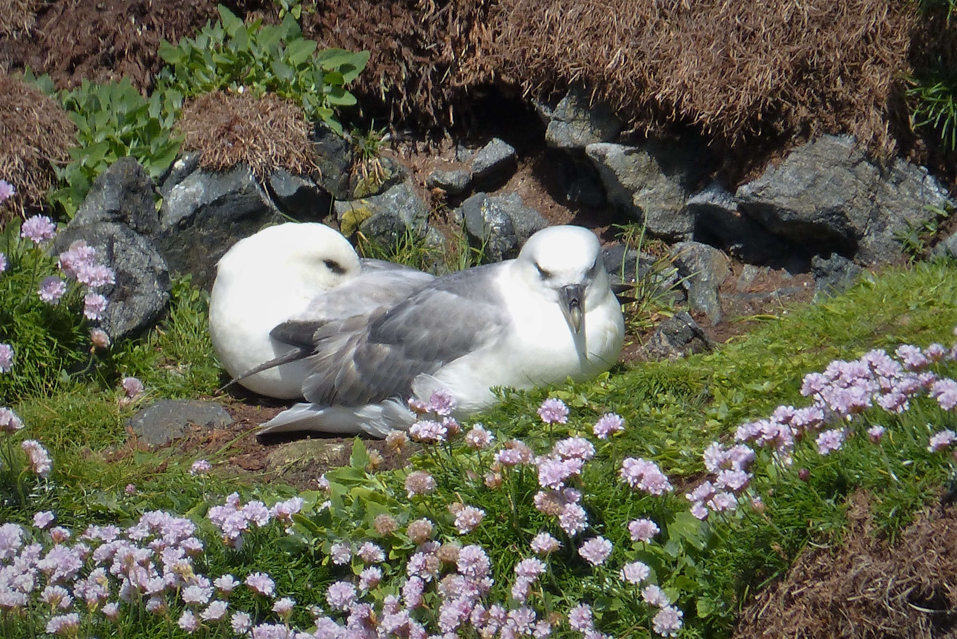 Image of Fulmar