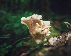 Image of Pleurotus pulmonarius (Fr.) Quél. 1872