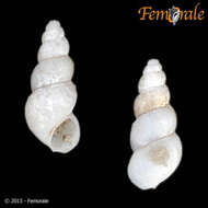 Image of spring snails