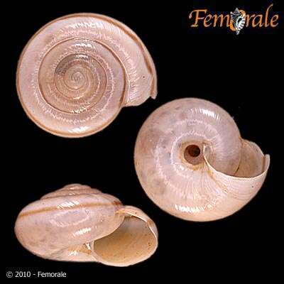 Imagem de Helminthoglyptidae