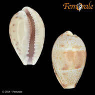 صورة Cypraea walkeri continens Iredale 1935