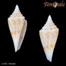 Image of Conasprella rainesae (McGinty 1953)