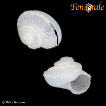 Image of little slit snails