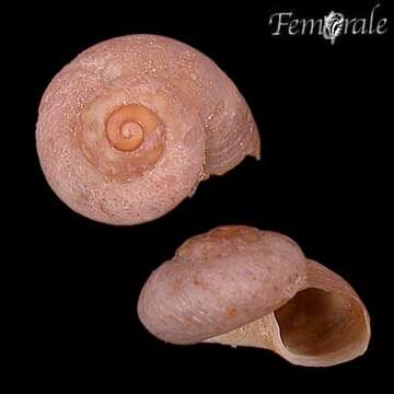 Image of unclassified Gastropoda