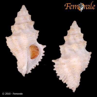 Image of Babelomurex Coen 1922