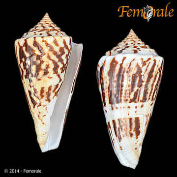 Image of Conasprella Thiele 1929