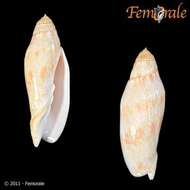 Image of Volutoconus Crosse 1871