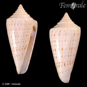 Image of Conus Linnaeus 1758