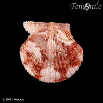 Image of Cryptopecten Dall, Bartsch & Rehder 1938