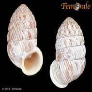 Image of Cerionidae