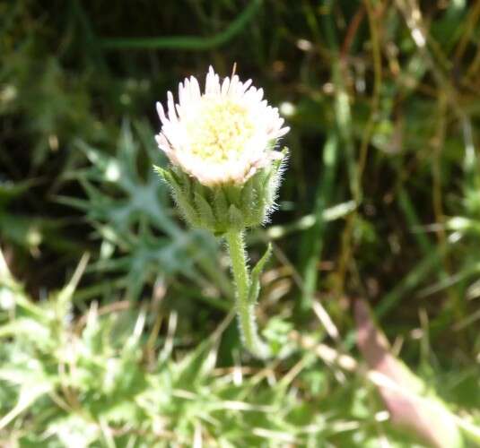 Image of Erigeron major (Boiss.) Vierh.