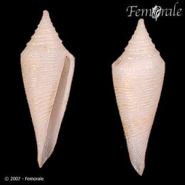 Image of Maze's Cone