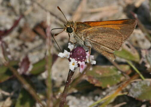 Image of Tawny-edged Skipper