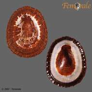 Image of limpets