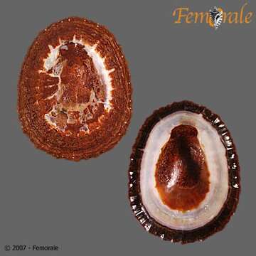 Слика од <i>Patella granularis</i> L. 1758