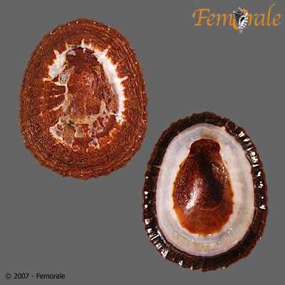 Sivun <i>Patella granularis</i> L. 1758 kuva
