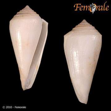 Image of Conasprella Thiele 1929