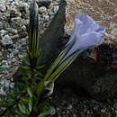 Image of Gentiana arethusae Burkill