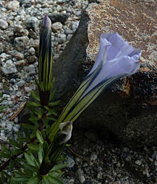 Image de Gentiana arethusae Burkill