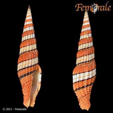 Image of Turbinelloidea Rafinesque 1815