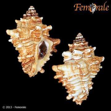 Слика од Turbinellidae Swainson 1835