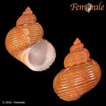 Image of turban snail