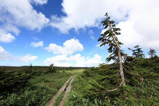 Plancia ëd Abies mariesii Mast.