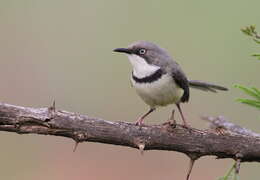 Image of Bar-throated Apalis