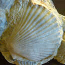 Слика од Aequipecten submalvinae (Blanckenhorn 1901)