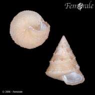 Calliostoma scobinatum (Reeve 1863)的圖片