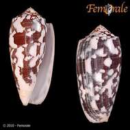 Image of cone snails