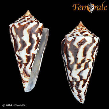 Image of Conasprella Thiele 1929